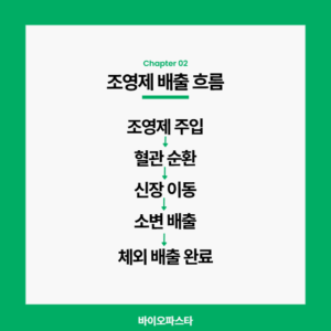 조영제의 배출 흐름