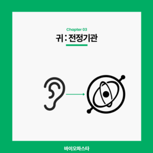 어지럼증 원인 2. 귀 : 전정기관